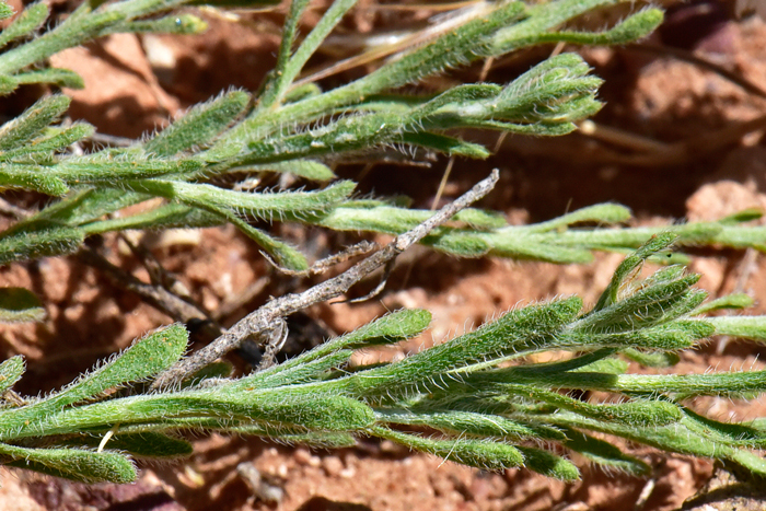 Rose Heath has small green leaves scant, alternate; sessile and densely overlapping; note that the leaf blades are scaly, linear-oblanceolate to lanceolate; leather-like and glandular hairy. Chaetopappa ericoides 